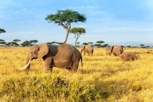 Kenya - Landet der bør være på din bucket liste