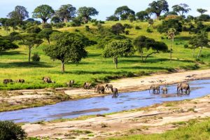 Tre store oplevelser med dyr i Tanzania