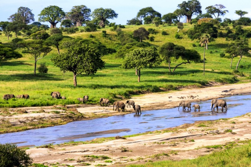 Tre store oplevelser med dyr i Tanzania