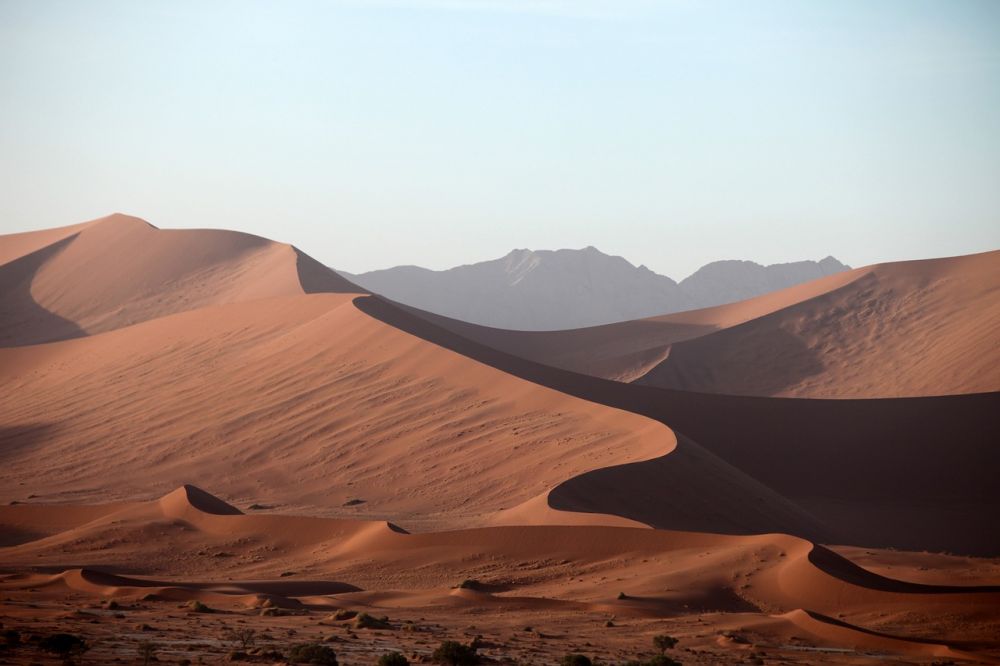 Dyrene i Afrika: En præsentation af den rige dyrelivskultur på det afrikanske kontinent